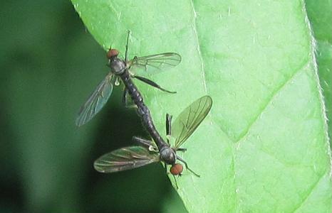 Hybos sp.(Hybotidae) in accoppiamento